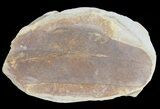 Fossil Neuropteris Seed Fern Leaf (Pos/Neg) - Mazon Creek #70347-1